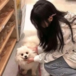 果盘菲狐倚天情缘手游下载